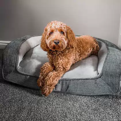 Washable Foam Pet Sofa Bed