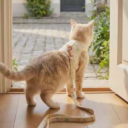 Custom Cute Cartoon Pattern Cat Lead Vest Set Kitten Travel Walking Cloth T-shirt Puppy Cat Harness and Leash Dog Pet Clothes