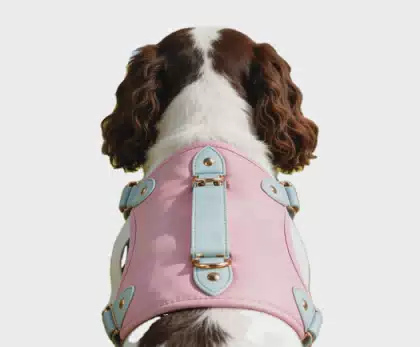 Velvet Luxury Solid Simple Pet Chest Back Harness for Cats Dogs Outdoor Walking Factory Direct Sales Customizable