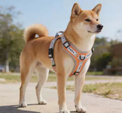 High Quality Padded Breathable Nylon Pet Chest Back for Dogs Durable Buckle Closure Suitable for All Sizes