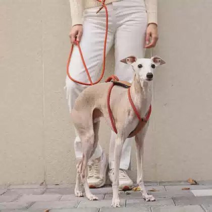 Premium Round Rope Dog Harness with Leather Components Custom Adjustable Pet Walking Harness