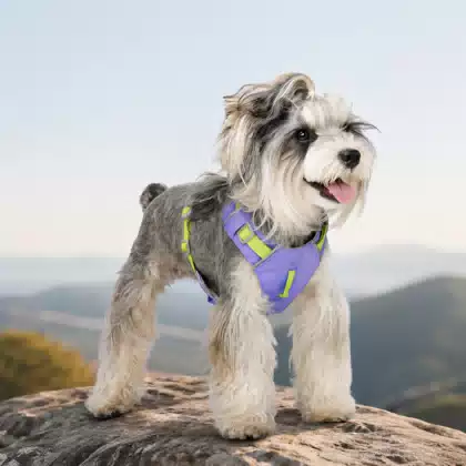 Waterproof AirTag-Ready Outdoor Dog Harness