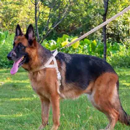 Escape-Resistant Linen-Style Large Dog Harness