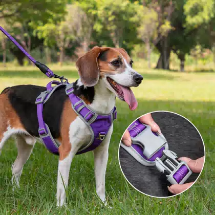 Two-Layer Colorblock Dog Harness and Leash