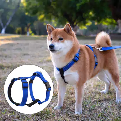 Neoprene H-Style Dog Harness and Leash